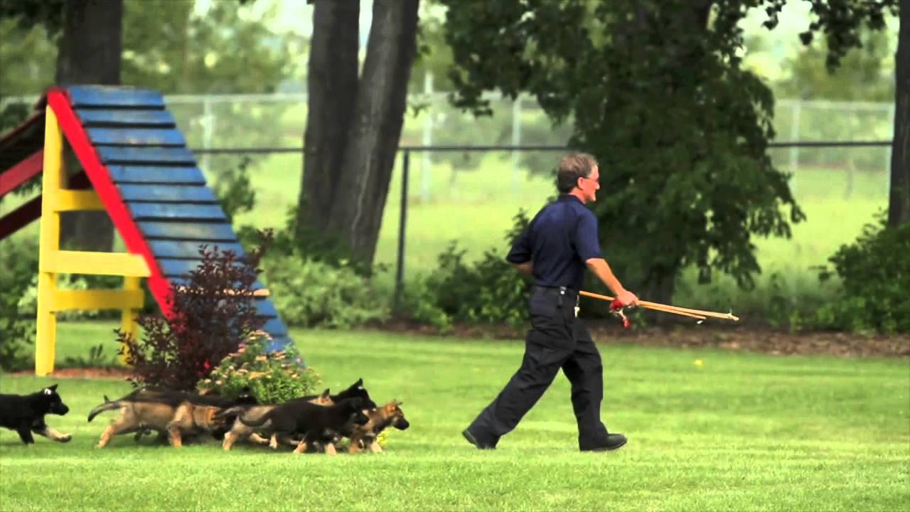 A demonstration of police dog training