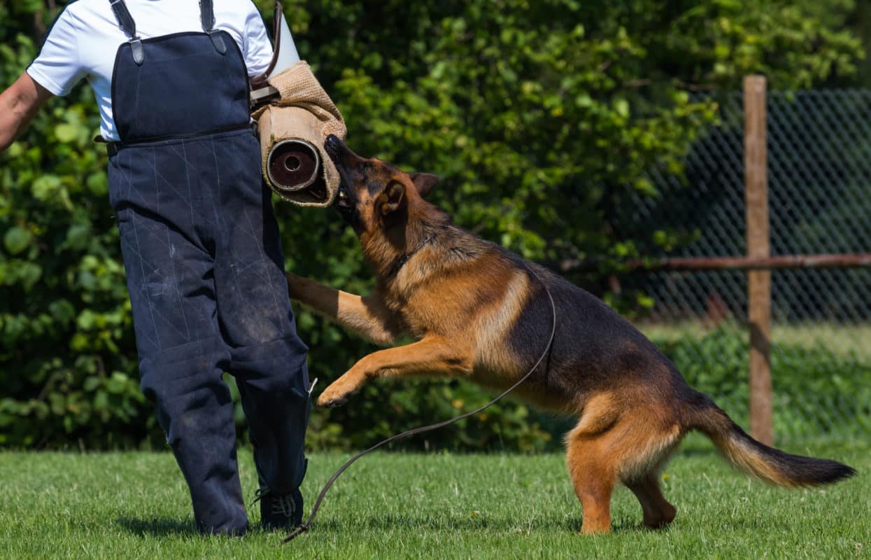 Become A Police Dog Handler 2020