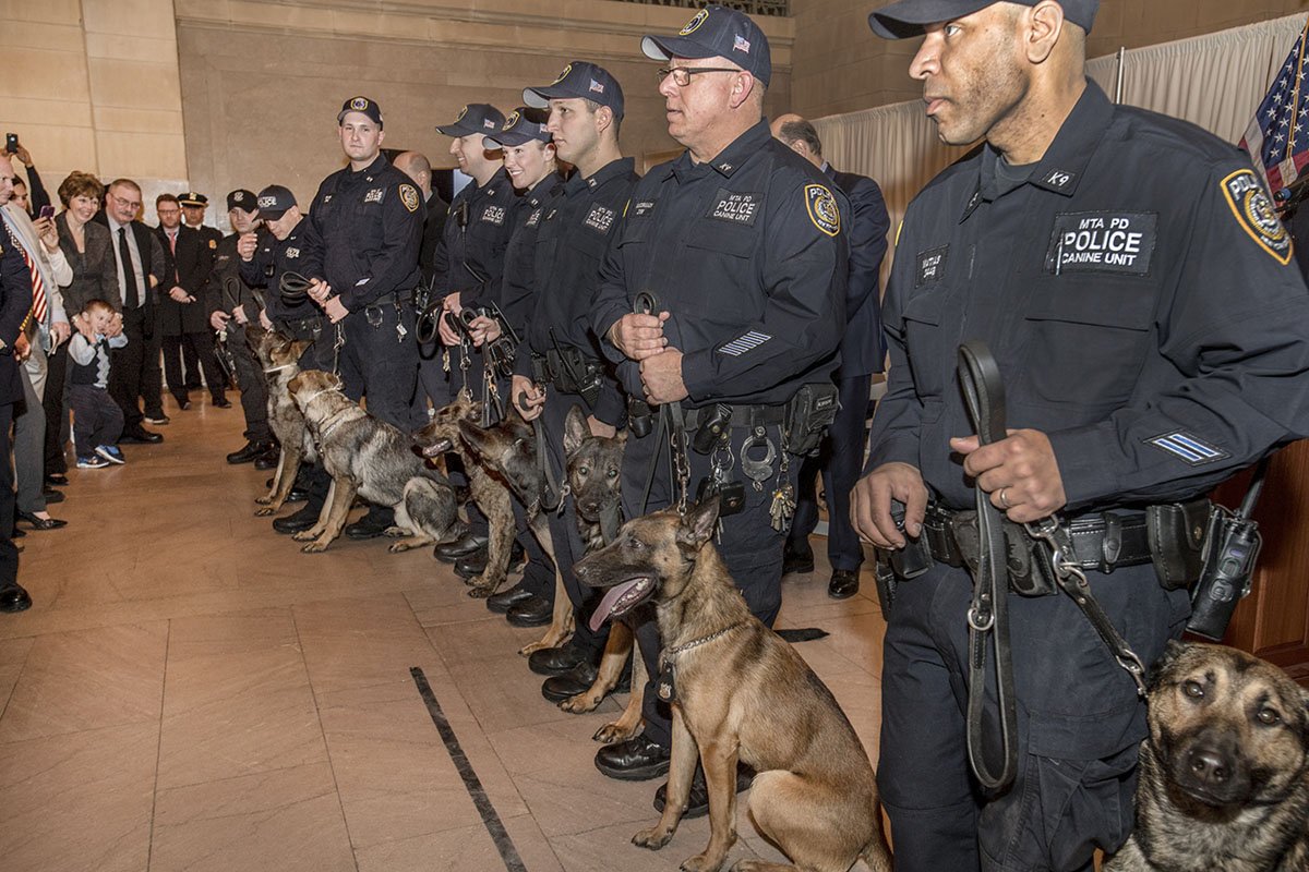 Cities 101: How Do Dogs Become MTA Police Officers ...