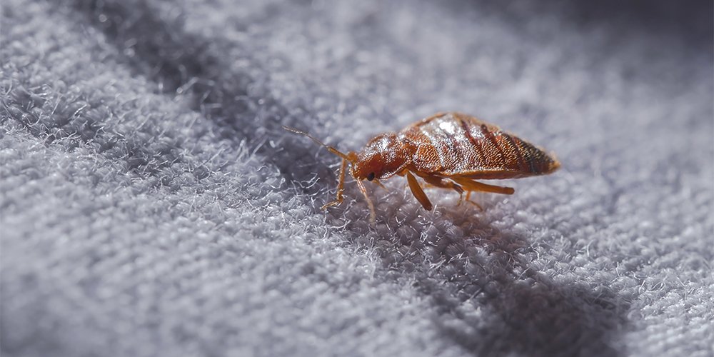 Common house bugs and pests: top 10