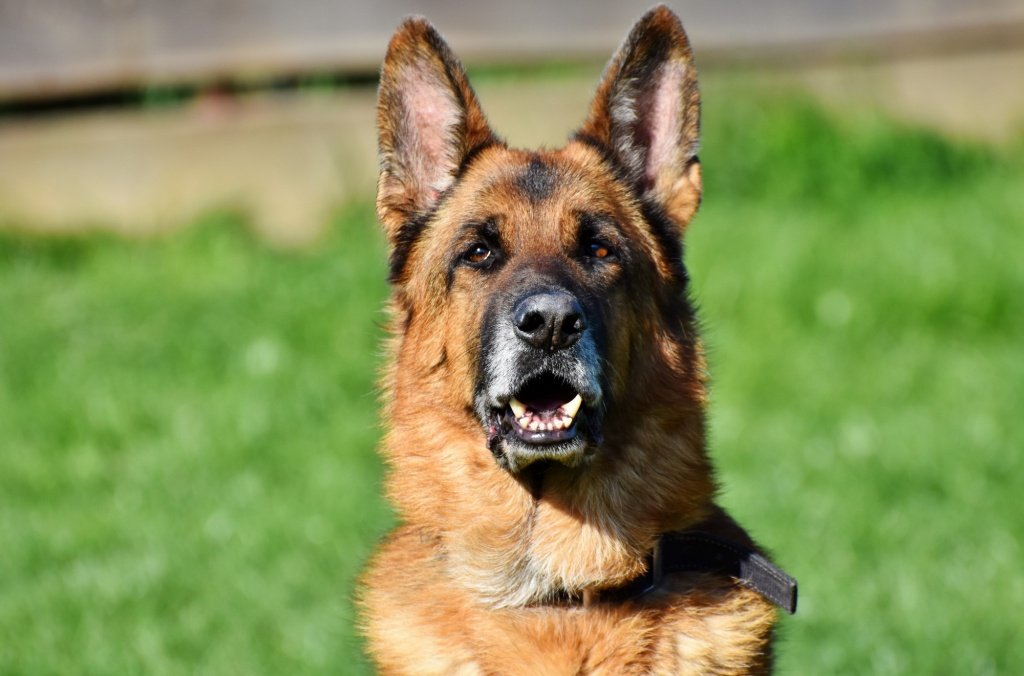 Furry Friends: How to Adopt a Retired Police Dog
