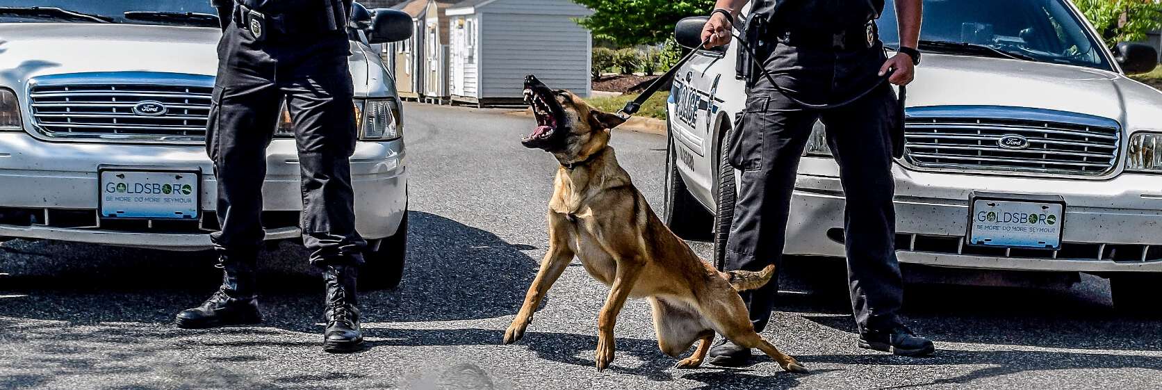 Learn to Train Police Dogs