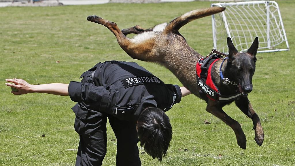 No More Mistakes With Police Dog Training