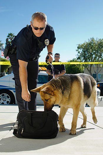 Officer Fluffy: How Police Dog Training Happens
