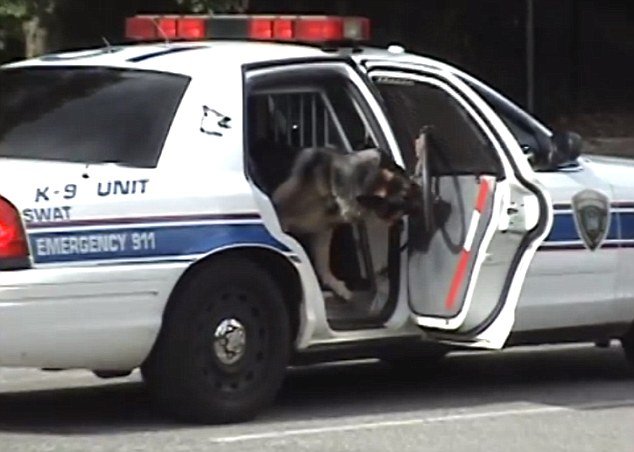 Police dog trained to open police car door on its own ...