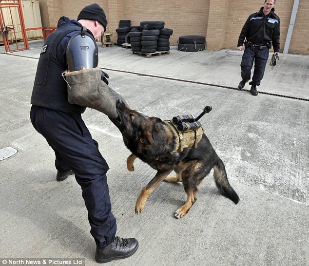 Police dogs fitted with cameras to record the moment they ...
