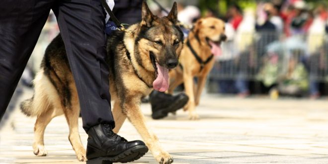 Retired Police Dogs Are Up For Adoption In Bengaluru ...