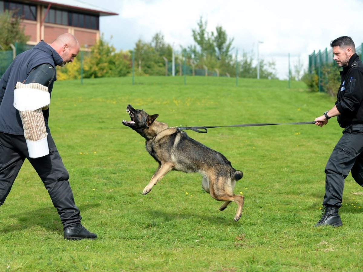 WATCH as Staffordshire Police dog Rox is put through her ...